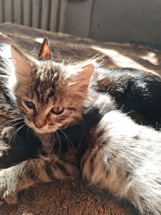Отдам котёнка в добрые руки