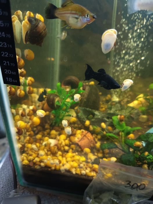 Улитки ампулярии