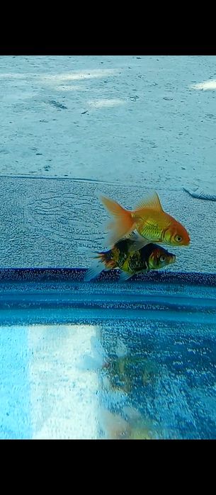 Aranda baliqlari akvarium uchun