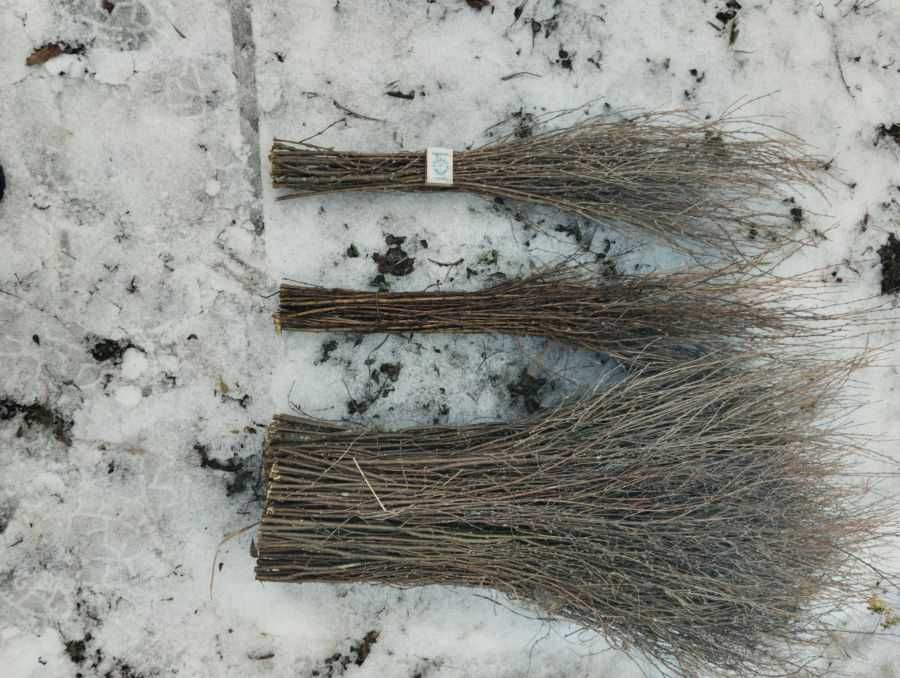 Продам веники карагай чилига акация