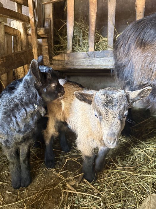 Vand capră la a doua fătare impreuna cu iezii