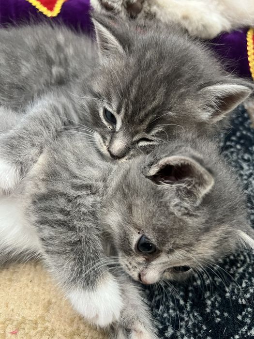 Отдам котят в хорошие руки:)