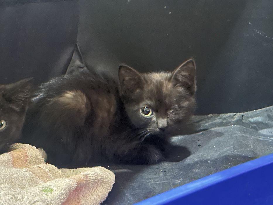 Котята Пираты в добрые руки!
