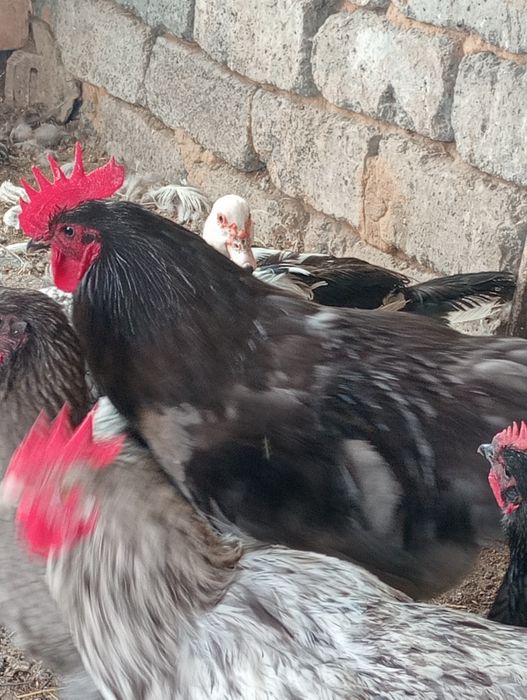 Продам петухов крупных и гусей