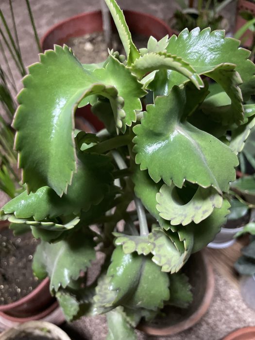 Домашние ростения.