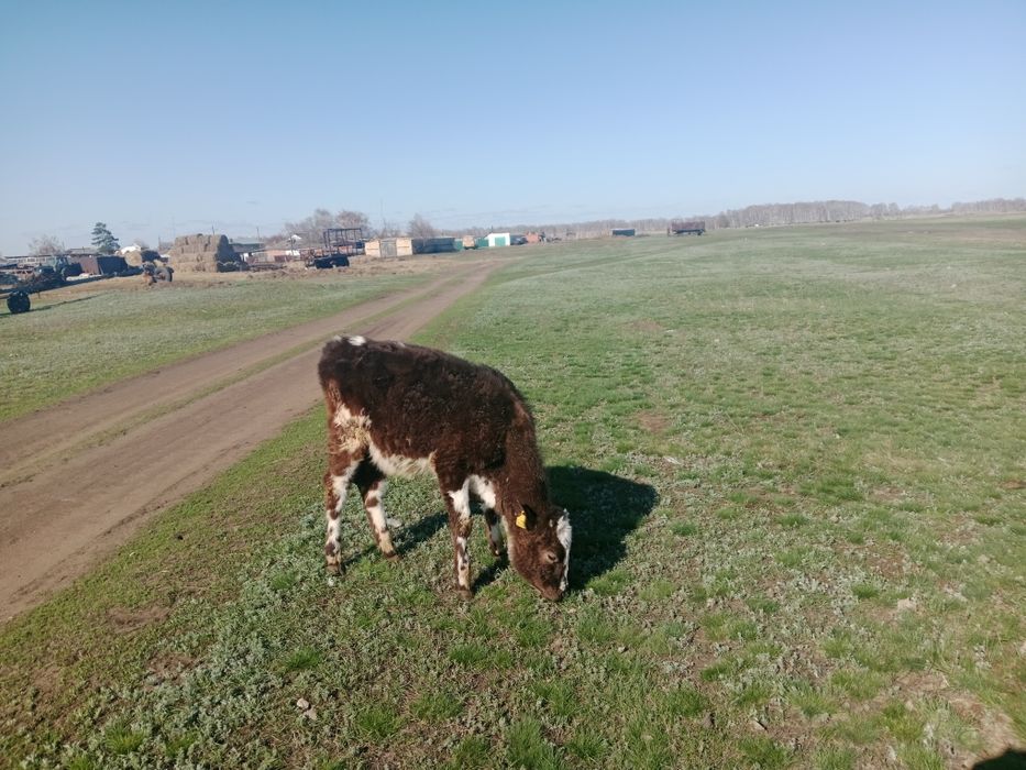 Продам телят прошлогодние