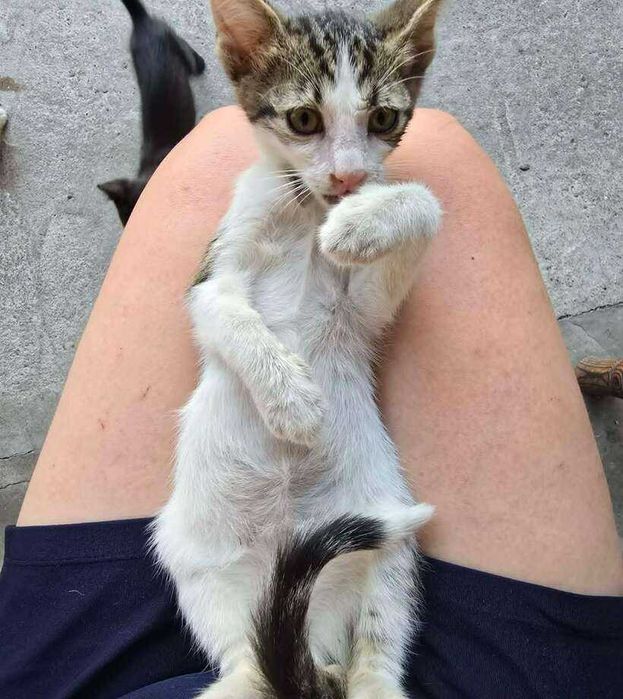 коте бебе търси дом