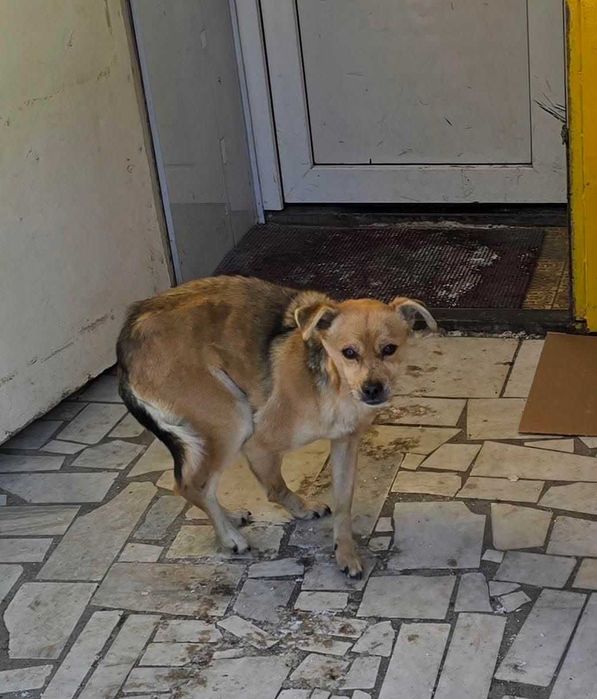 Чья собачка? Нужен дом!