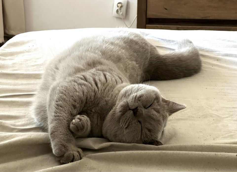 Pisica British ShortHair