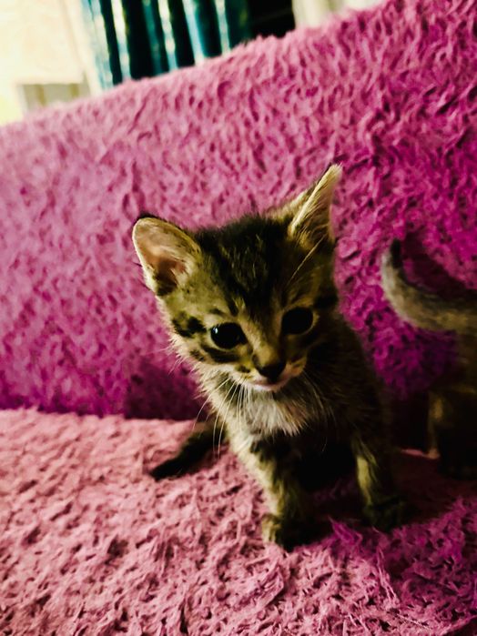Отдам котят в добрые руки