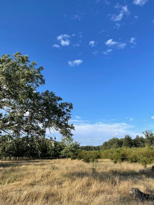 Vând teren 36500 mp Gulia