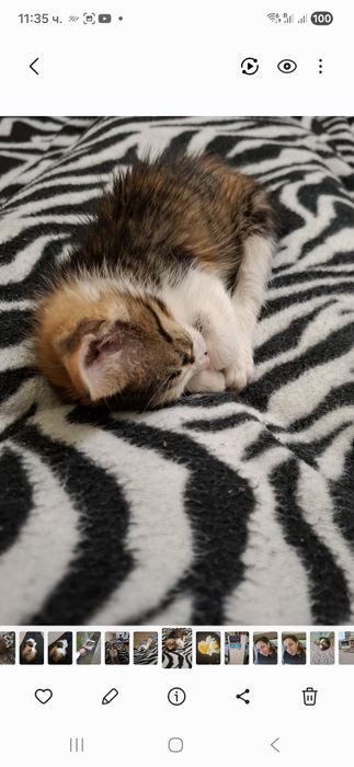 Подарявам малко женско коте