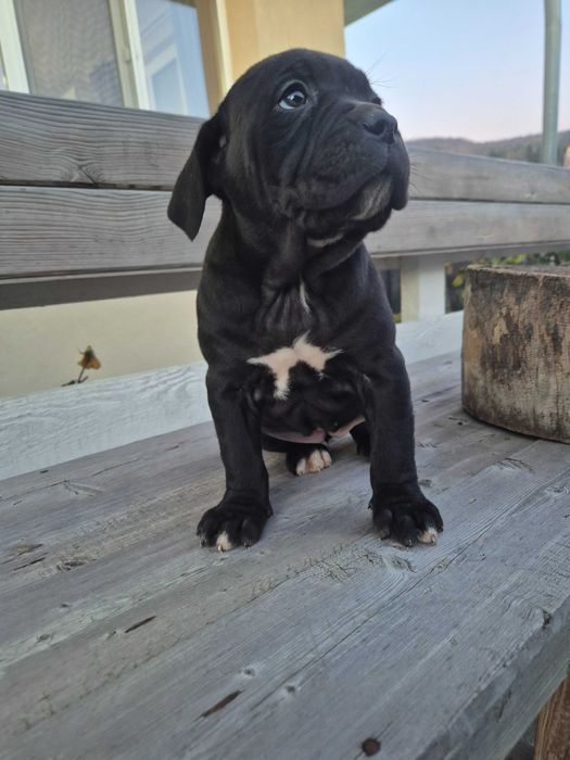 Кане Корсо женски