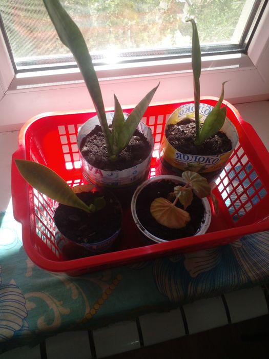 Продам комнатные цветы