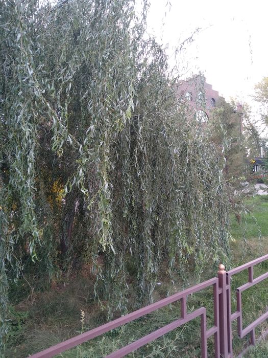 Саженцы Ива 1,5м