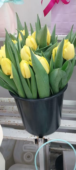 Тюльпаны  из теплицы