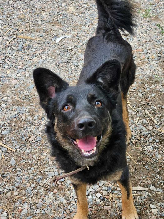 Молодой пёсик Рэмбо ищет дом!