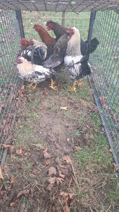 Vând Cocoşi de 6 luni