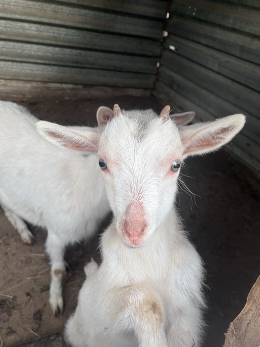 занен ешкі сатылады