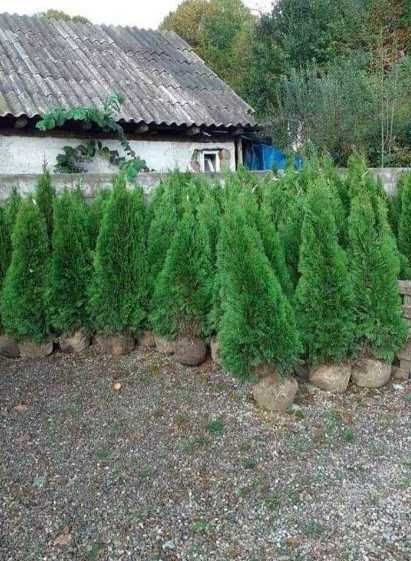 Gazon Rulou, Sisteme de irigare Plante Ornamentale