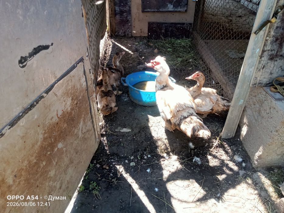 Продам индоутки.