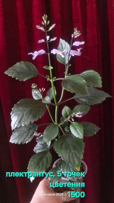 Домашние цветы разные