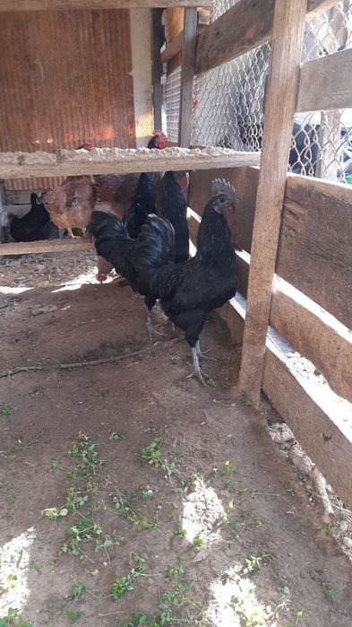 Xo‘roz sotiladi 250000