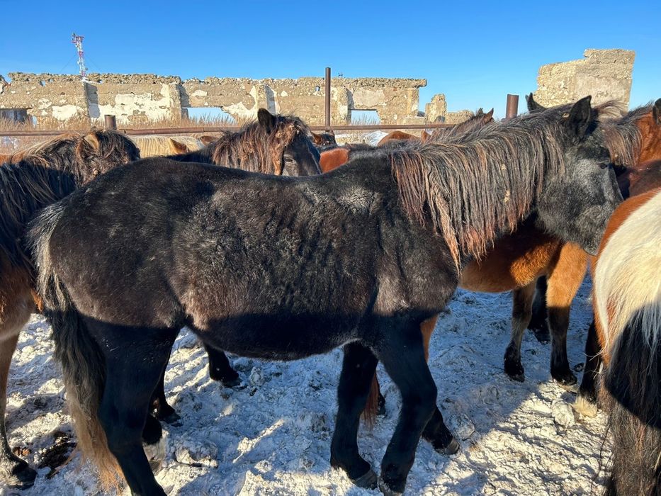 Байтал сатылады 550 000