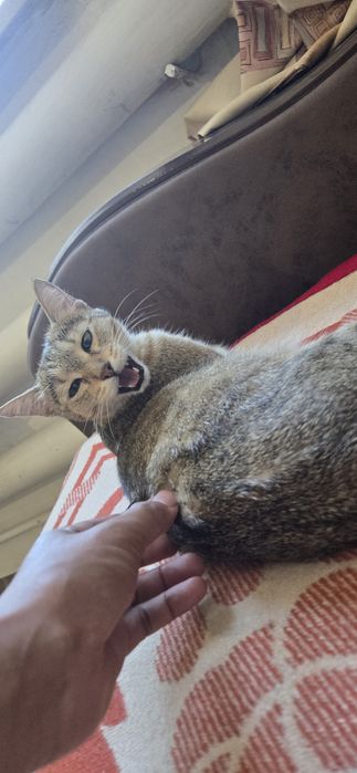 Кошка ищет новый дом