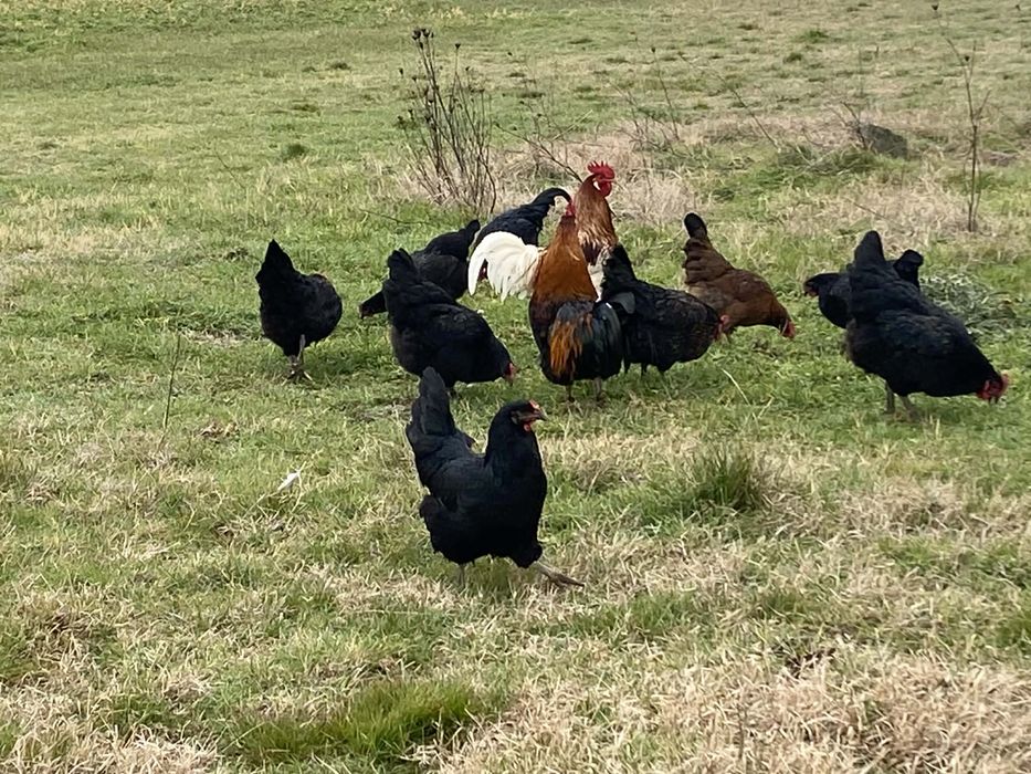 Кокошки - италиански/холандски/смесени