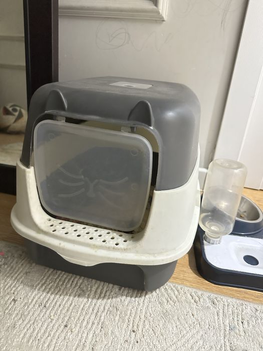 Продам кошку  весла уха! Срочно!