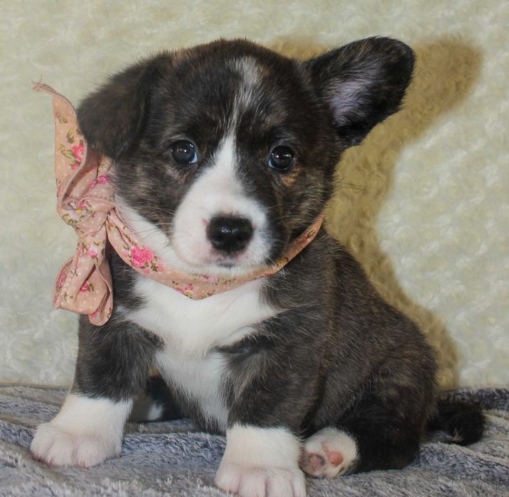 Щенки вельш корги кардиган