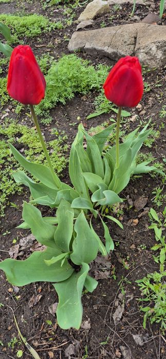 Продам тюльпаны садовые