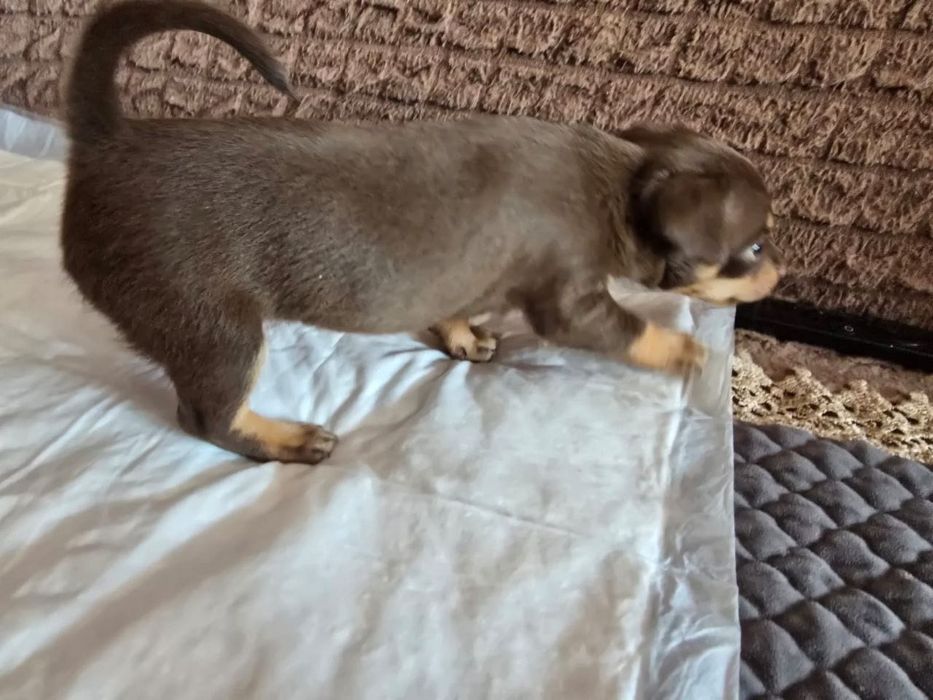 Продам щенков той-терьер