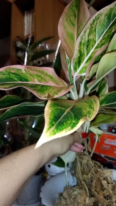 Продам Аглаонемы тайские