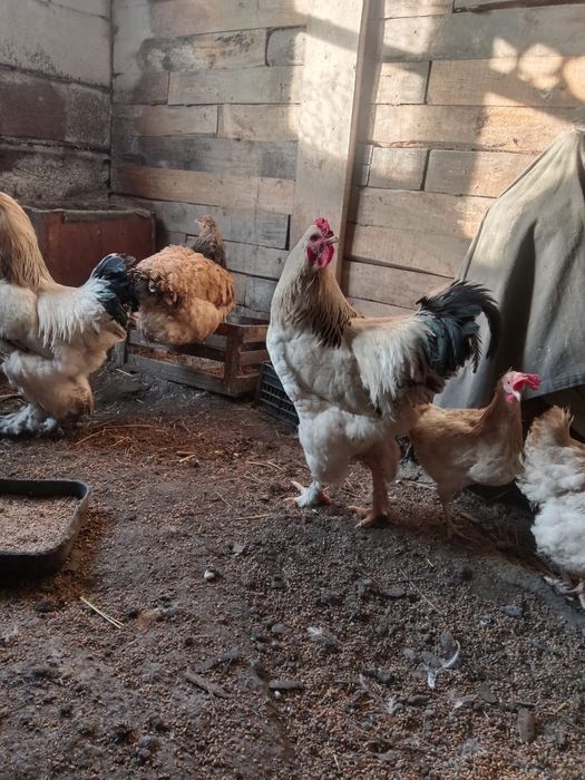 Продам петуха Брама