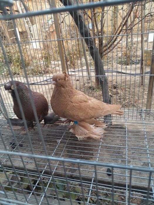 Продаются Голуби