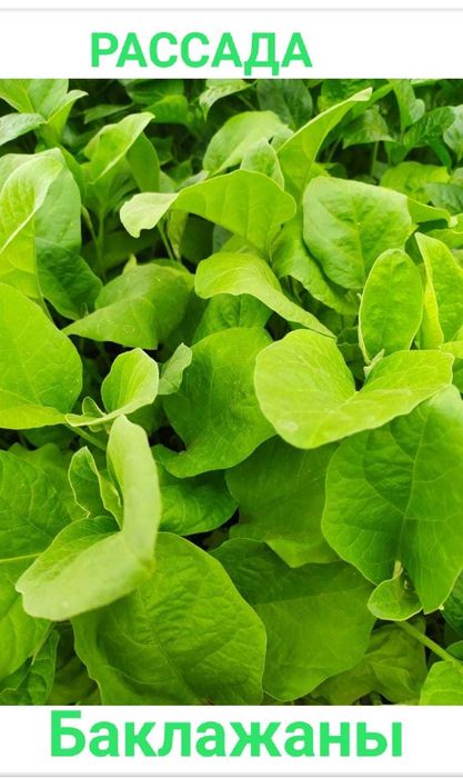 Продается рассада Затобольская