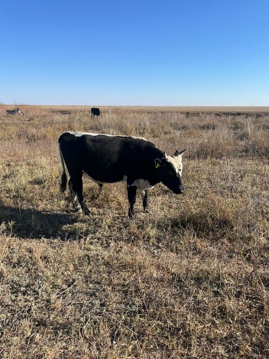 Қара әйел кончают қатты және сквирт