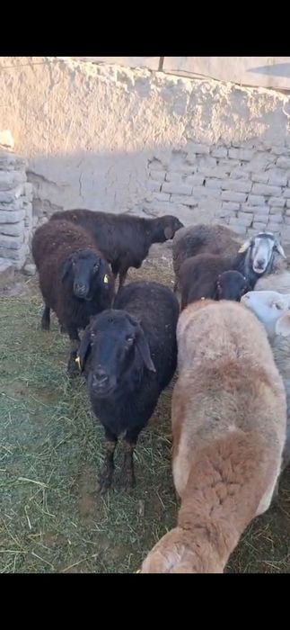 Қой тоқты сатылады