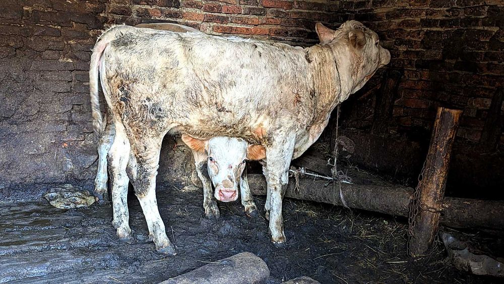 De vânzare viței, tauri, bovine și oi sănătoase! (Pelișor, Sibiu)