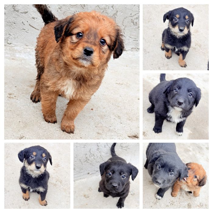 Отдам щенков в добрые руки