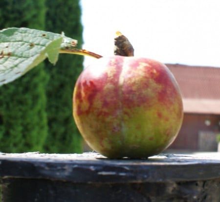 Pomi Străvechi Glia Strămoșească (Soiuri de PRUN)