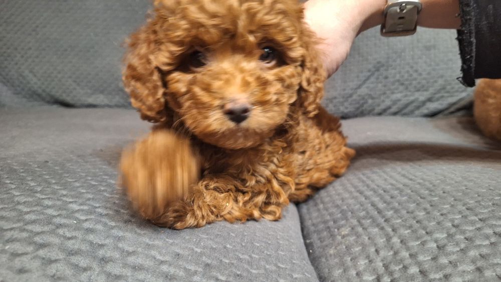 пуделчета играчка/момче и момиче/toy