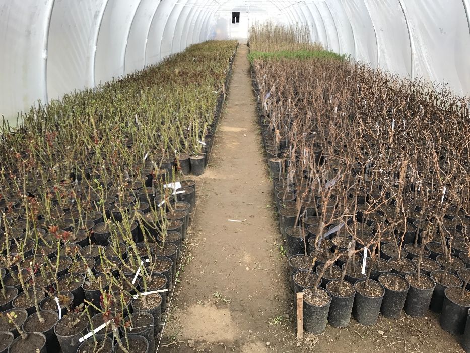 Producâtor de pomi fructiferi