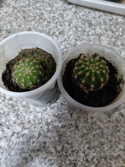 Продам недорого  кактусы, цена 500тенге.