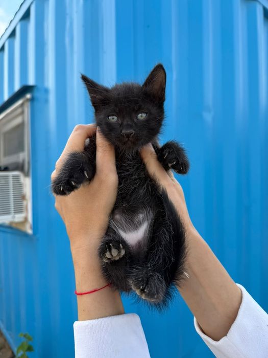 Котята бесплатно