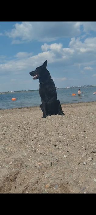 Мощные щенки немецкой овчарки