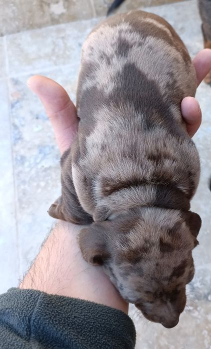 Teckel mini arlechin , merle tricolor tekel mini