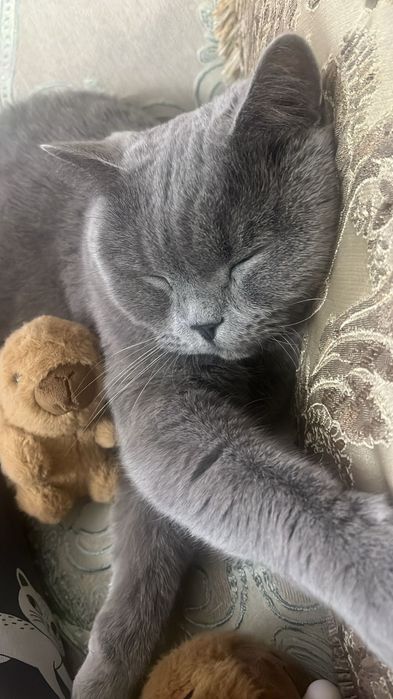 Отдам кошку в хорошие руки